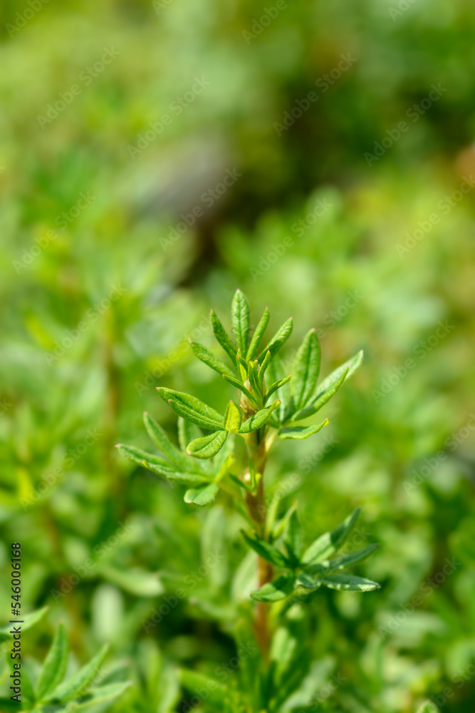 Shrubby Cinquefoil Goldfinger Shrubby Cinquefoil Goldfinger