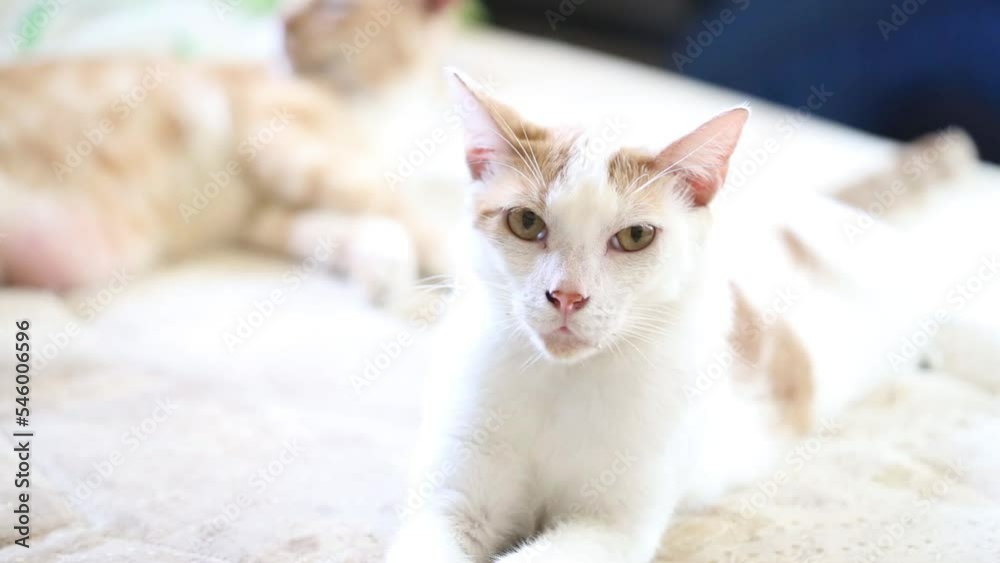 Gato blanco relajado acostado en la cama mirando a cámara. Mascota acostado en la cama mientras descansa con espacio pata texto