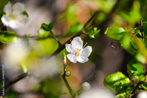 Almonds white flower.  lonely flower concept. blossom season