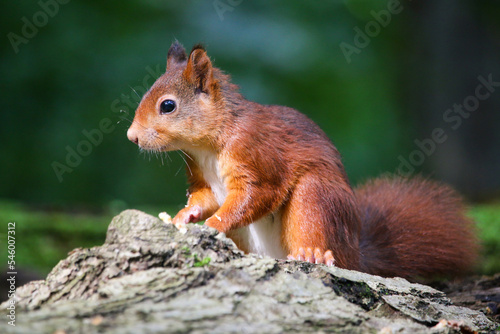 Brown squirrel standing on the rock © Woodhicker_shots1/Wirestock Creators