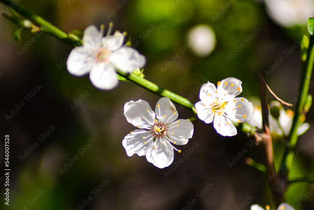 little white flowers. blossom season concept. little white flowers. blossom season concept.