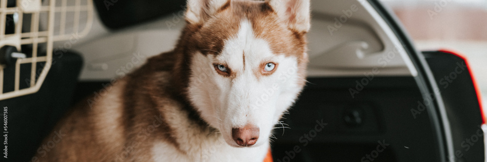 husky siberian dog. portrait cute white brown mammal animal pet of one year old with blue eyes sitting in the trunk of a car ready to travel. banner