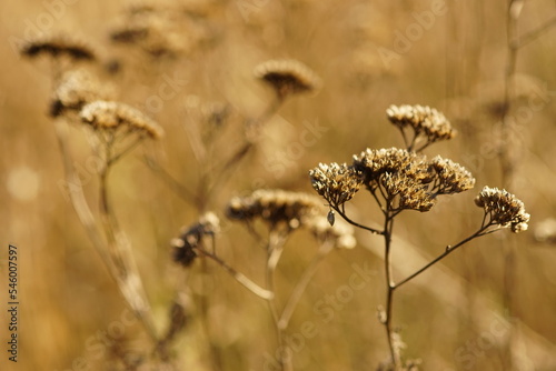 Natural golden background with dry yarrow plants in autumn field.