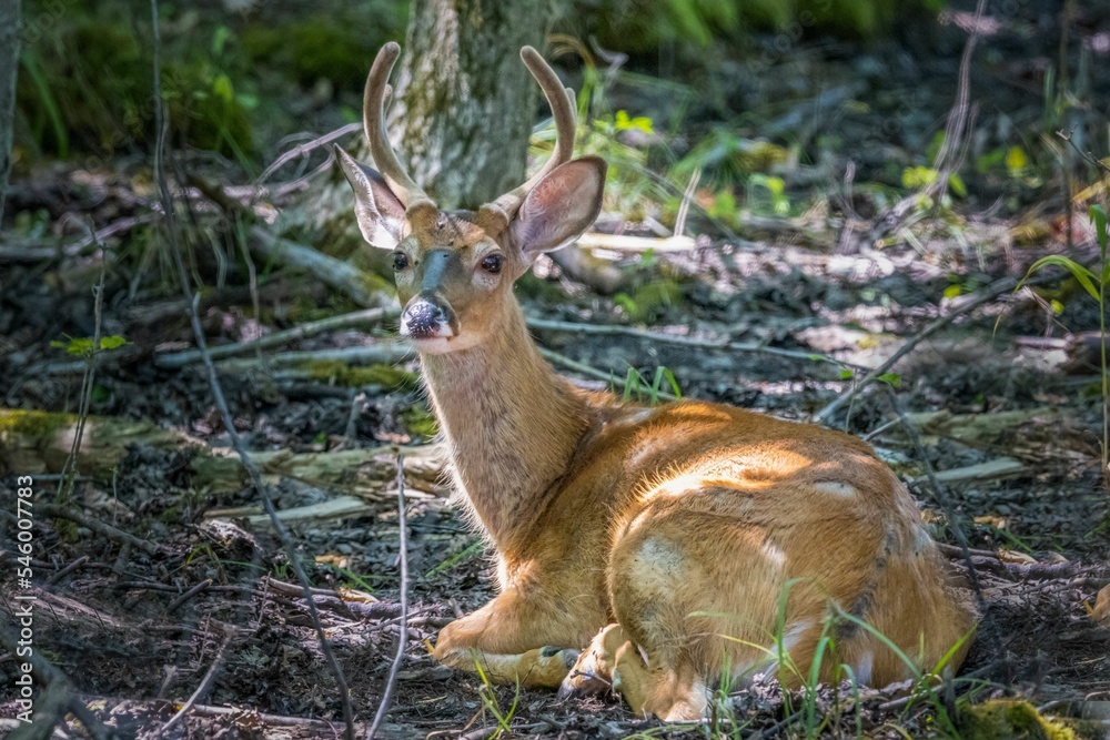 Cute deer (Cervidae) with horns laying in the woods during the daytime Cute deer (Cervidae) with horns laying in the woods during the daytime