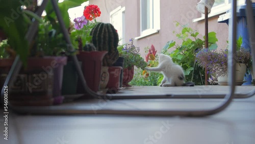 A kitten is playing with a flower outdoors