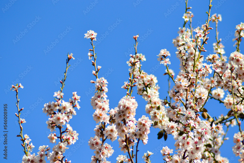 white flowers in nature. nature concept with flowers. flower backdrop. blossom season. white flowers in nature. nature concept with flowers. flower backdrop. blossom season.