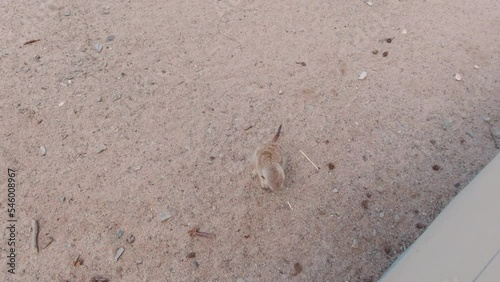 Animal looking at the camera meerkat