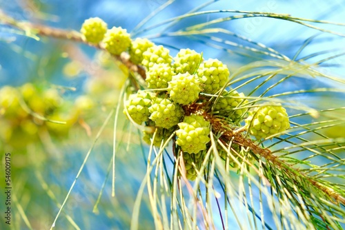 Selective focus shot green branch with cones of an australian beefwood photo