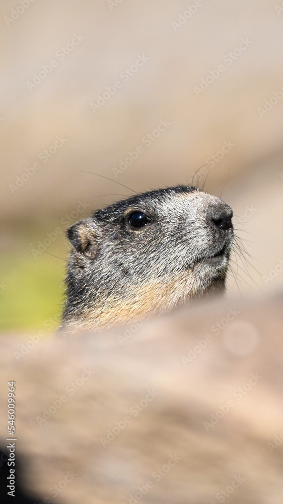 Vertical shot of a Marmot Vertical shot of a Marmot