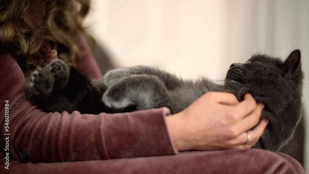 Woman caressing and kissing a black british fold cat at home Woman caressing and kissing a black british fold cat at home