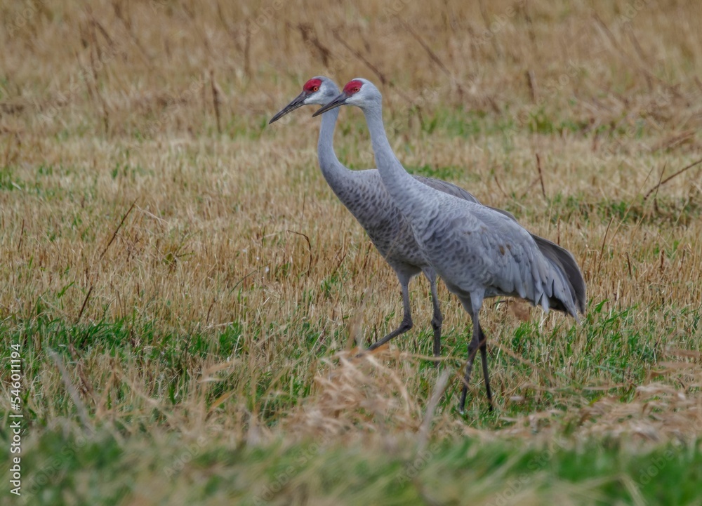 Naklejka premium Closeup shot of two sandhill cranes foraging on a field during fall migration