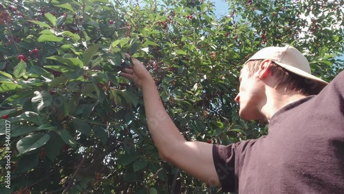 Man picks and eats cherries from a tree