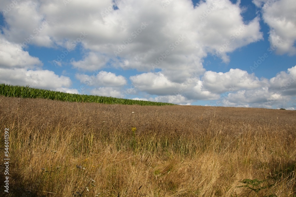 wheat field and blue sky