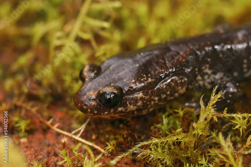 Close up on a sub-adult endangered Del Norte salamander, Plethodon elongatus in North California