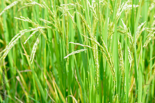 rice plant or rice field , sticky rice plant or paddy field