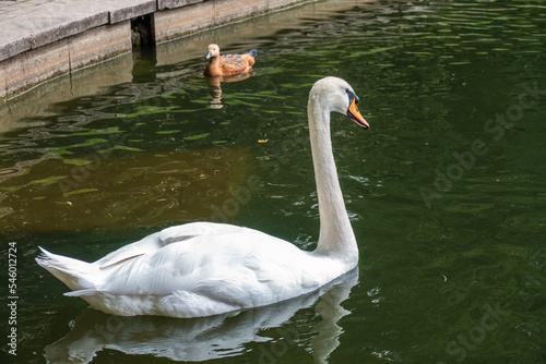 Graceful white swan swim in the pond in city park.