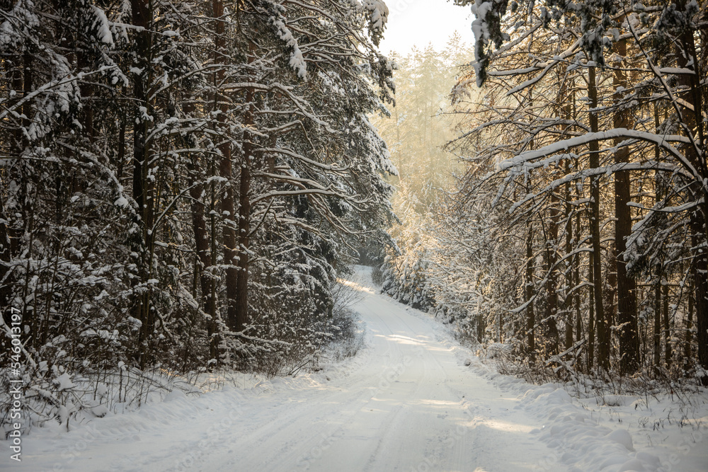 custom made wallpaper toronto digitalForest roads covered with snow. Winter forest