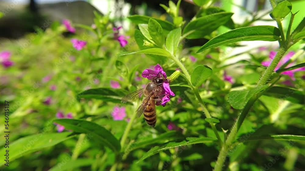 western Honey bee,Apis mellifera,apis, A. andreniformis, A. cerana dan A. dorsata,koschevnikovi perch on flower in slow motion western Honey bee,Apis mellifera,apis, A. andreniformis, A. cerana dan A. dorsata,koschevnikovi perch on flower in slow motion