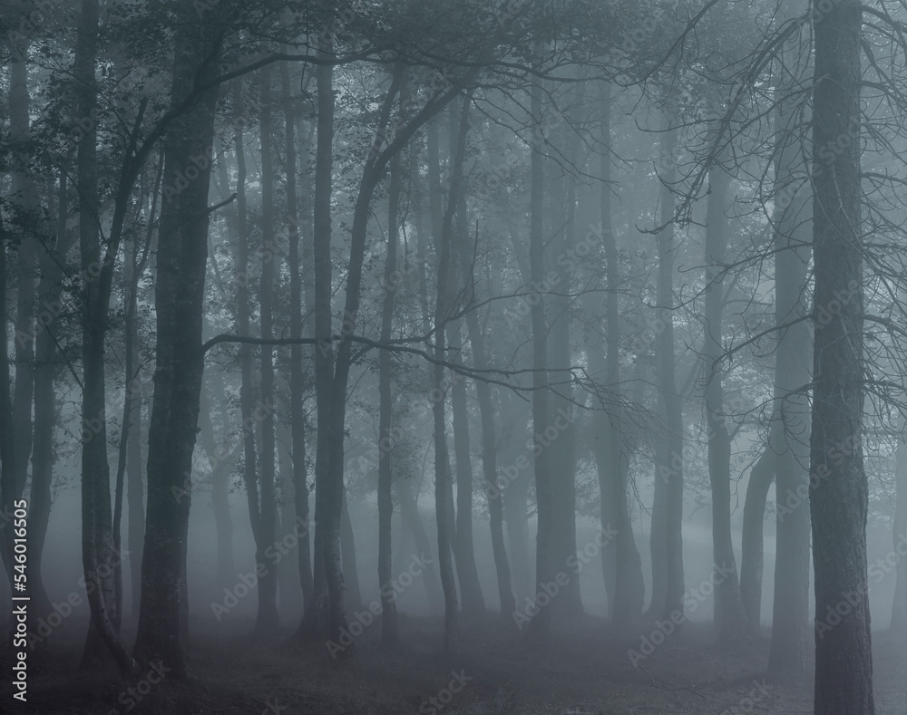 Fototapeta premium Analog foggy forest