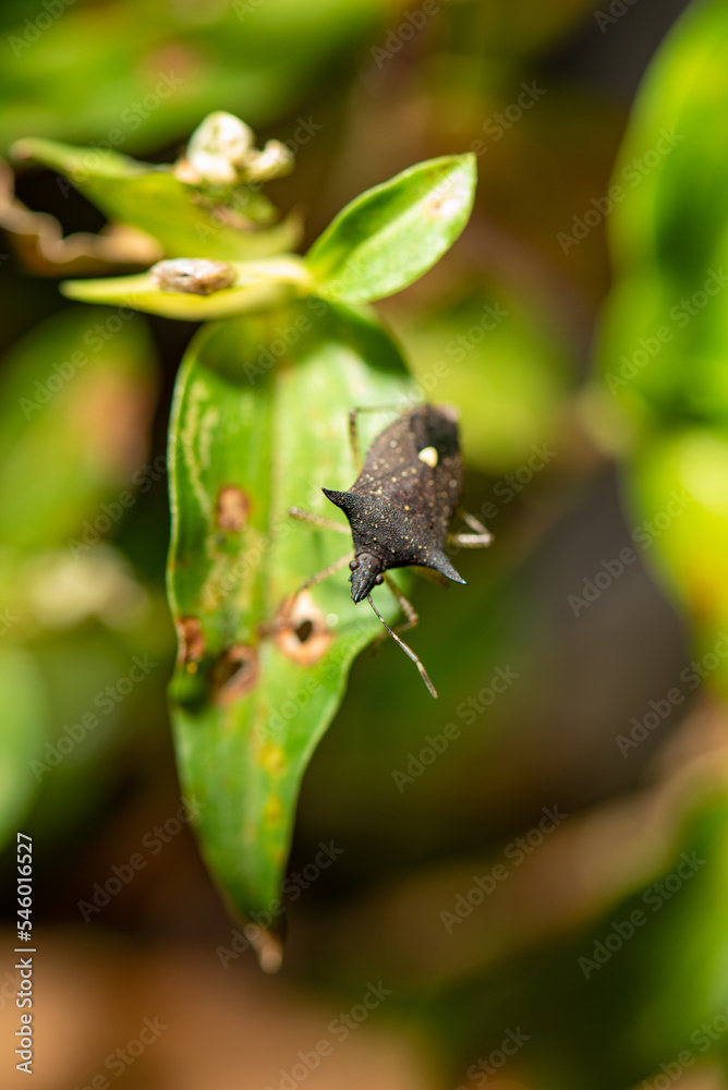 Macro, records of the macro world and its core and shapes, selective focus