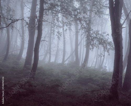 Foggy forest with beautiful light