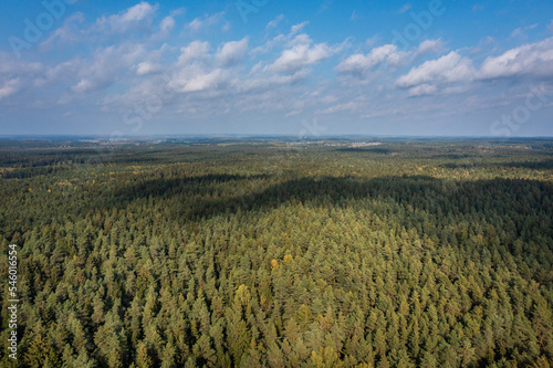 Aerial  The pine forest in autumn time