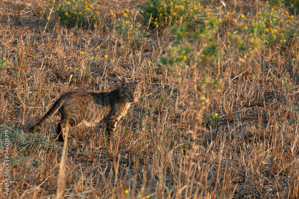 cat in a field. sunny afternoon. selective focus