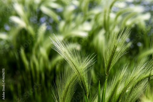 Foxtail barley (Hordeum jubatum) in the field photo