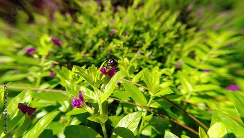 western Honey bee,Apis mellifera,apis, A. andreniformis, A. cerana dan A. dorsata,koschevnikovi perch on flower in slow motion photo