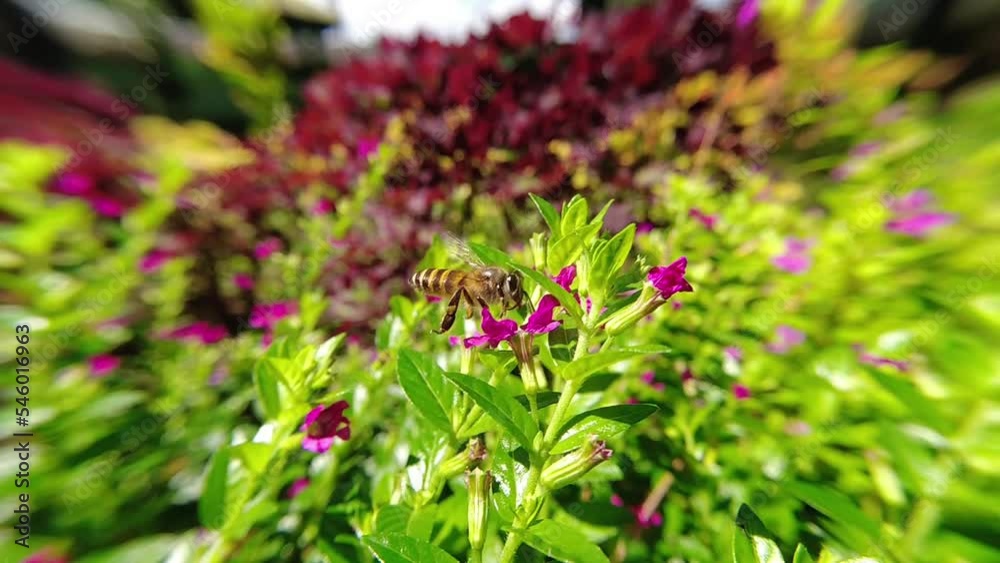 western Honey bee,Apis mellifera,apis, A. andreniformis, A. cerana dan A. dorsata,koschevnikovi perch on flower in slow motion western Honey bee,Apis mellifera,apis, A. andreniformis, A. cerana dan A. dorsata,koschevnikovi perch on flower in slow motion