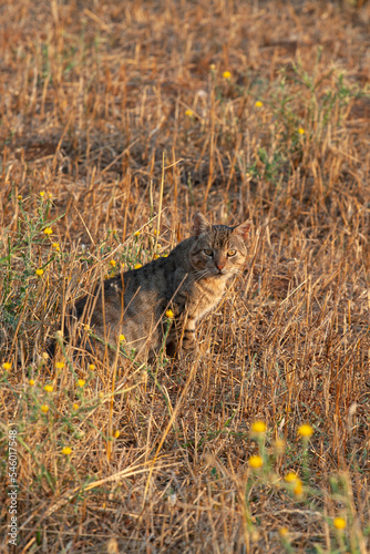 cat in a field looking the camera. sunny afternoon. selective focus