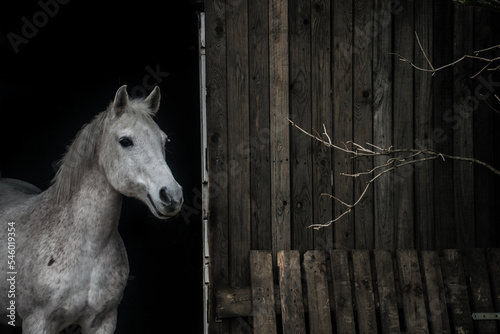 Grey horse portrait/ portret siwego konia