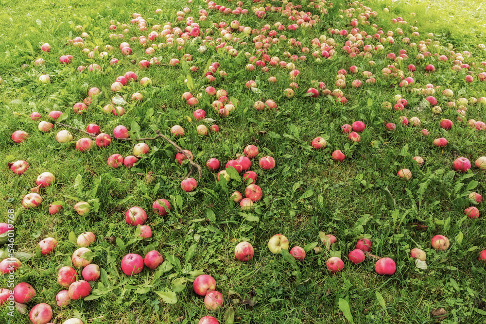 Red fallen apples in the green grass 