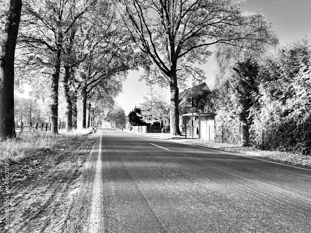 road in autumn, lengerich, germany road in autumn, lengerich, germany