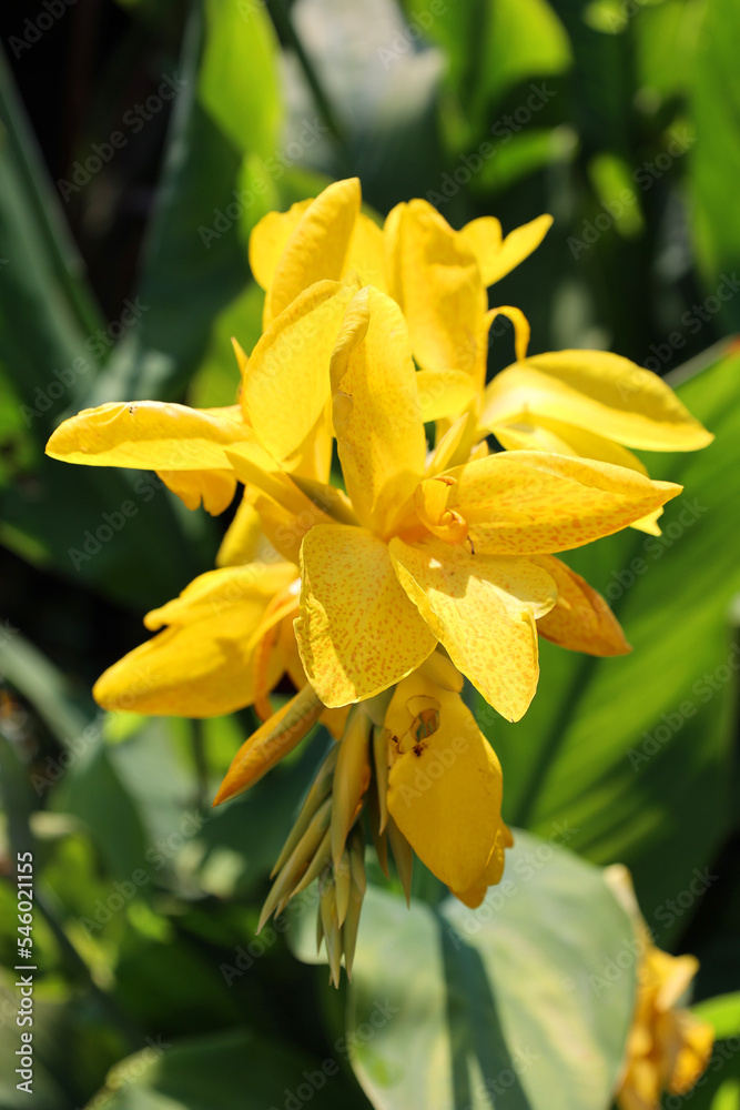 Canna flower or canna lily is the only genus of flowering plants in the family Cannaceae, consisting of 10 species Canna flower or canna lily is the only genus of flowering plants in the family Cannaceae, consisting of 10 species
