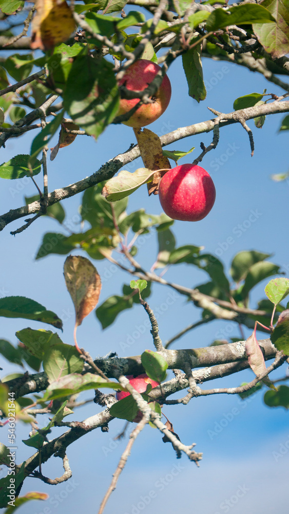 Manzanas rojas en rama de manzano de huerta