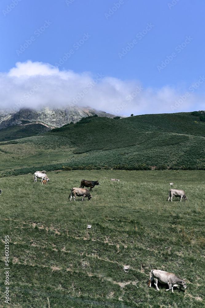 group of cows grazing peacefully through the valley next to the rocky mountains on a day with a cloudy sky, ruta del cares asturias, spain group of cows grazing peacefully through the valley next to the rocky mountains on a day with a cloudy sky, ruta del cares asturias, spain