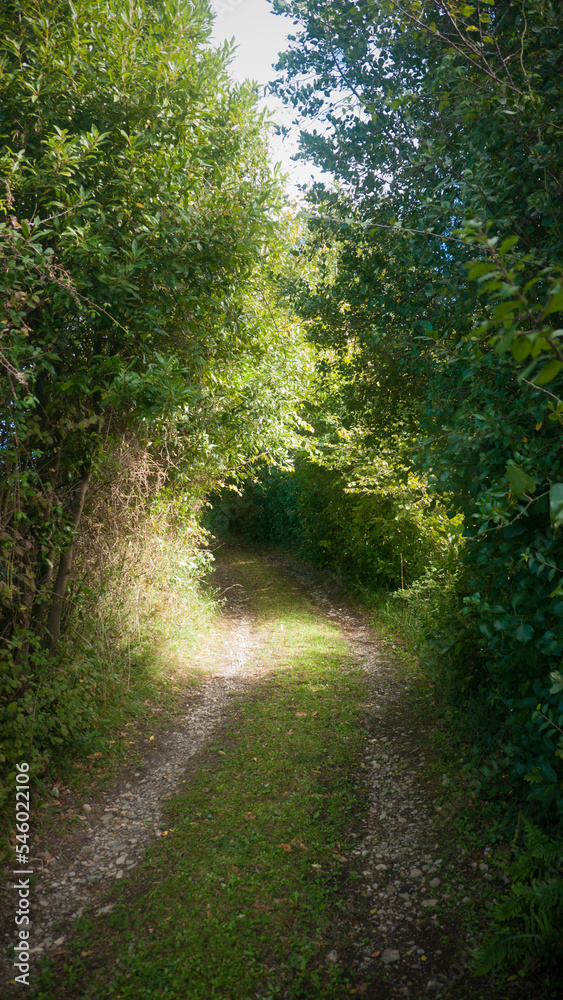 Tunel de arboles y arbustos en camino rural