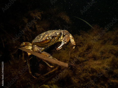 A close-up picture of a crab with a dark background. Picture from The Sound  between Sweden and Denmark