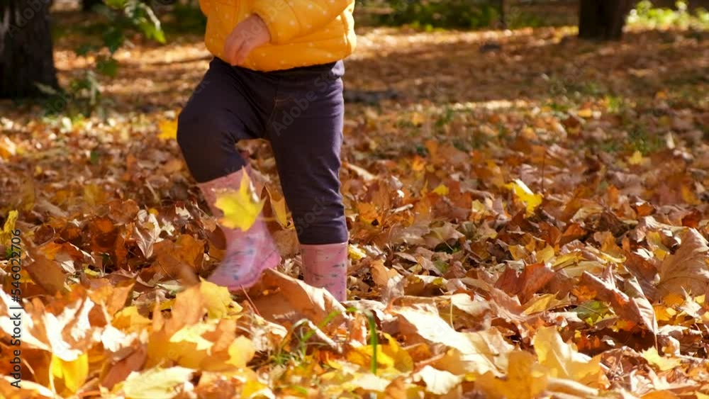 A child walks along in autumn with yellow leaves. Selective focus. A child walks along in autumn with yellow leaves. Selective focus.
