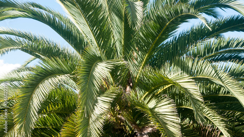 Hojas de palmera