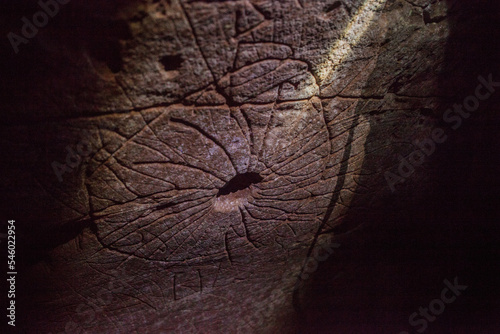 cave painting ancestors photo