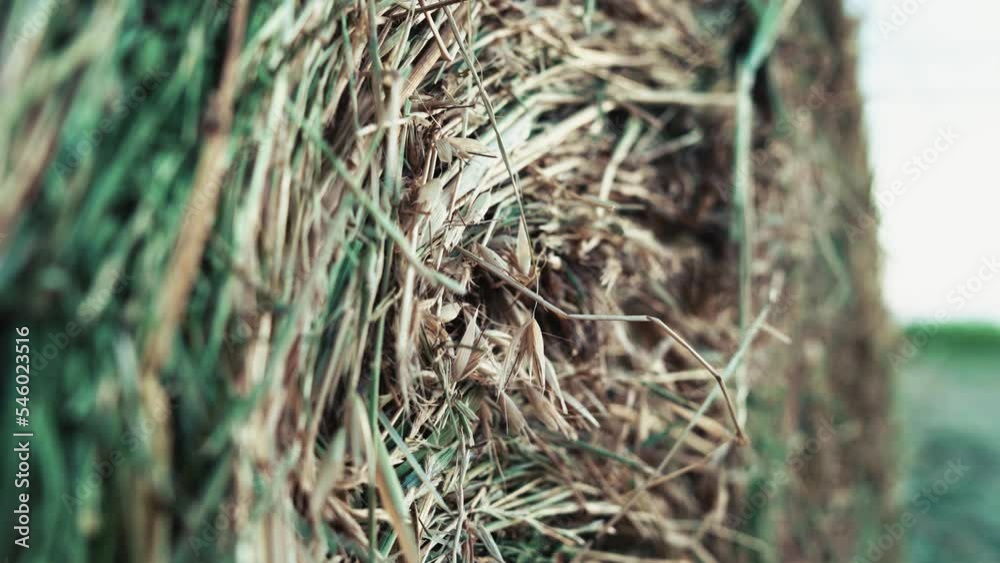 Detail of round hay bale on agriculture field, selective focus Detail of round hay bale on agriculture field, selective focus