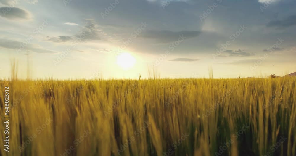 Wheat field against golden sunset, slow motion Wheat field against golden sunset, slow motion