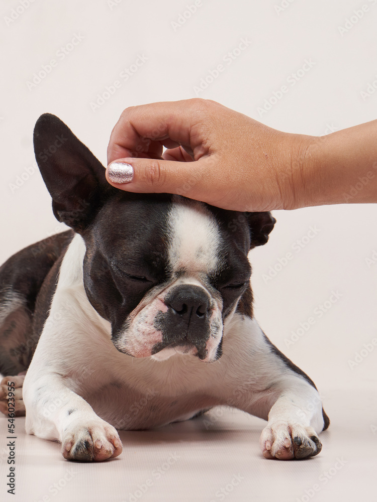 man stroking a dog boston terrier. Dog grooming. Animal beauty salon man stroking a dog boston terrier. Dog grooming. Animal beauty salon