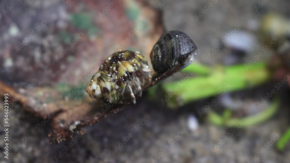 hermit crab,Paguroidea, Clibanarius fonticola are omnivorous scavengers, eating microscopic mussels and clams, bits of dead animals, and macroalgae hermit crab,Paguroidea, Clibanarius fonticola are omnivorous scavengers, eating microscopic mussels and clams, bits of dead animals, and macroalgae