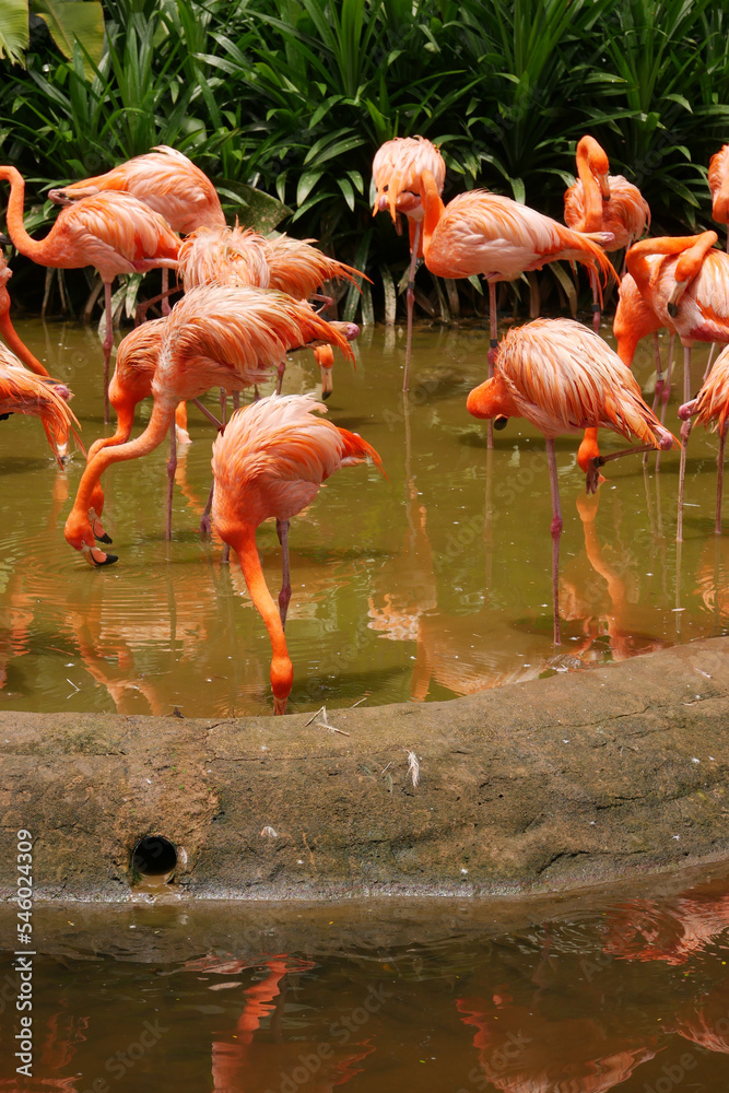 A flock of swarming red and pink flamingos in singapore zoo A flock of swarming red and pink flamingos in singapore zoo