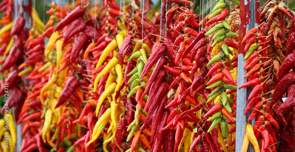 Dry peppers: Pimientos Choriceros, dry hot guindilla peppers, and Piparras-Basque green peppers hanging.