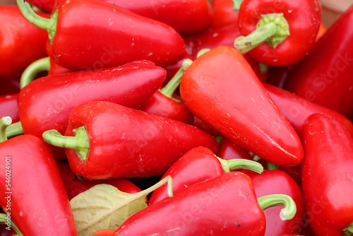 Pimientos Choriceros, dry hot guindilla peppers, and Piparras-Basque green peppers hanging. photo