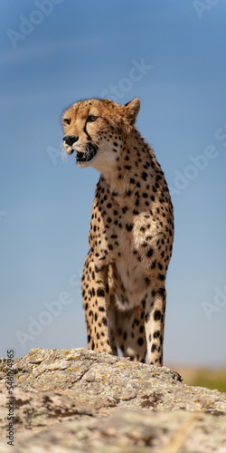 Cheetah over the rock looking for preys with blue sky